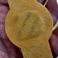 Array image